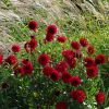 Dahlien im Wind