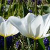 Weiße Tulpen