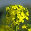Rapsblüte