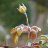 Rosenknospe gefroren