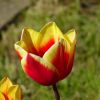 Tulpe