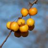 Zieräpfel