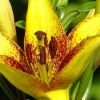 Lilienstempel