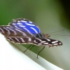 Schmetterling