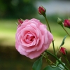 Rose mit Knospen