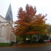 Herbstbaum