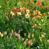 Tulpenwiese
