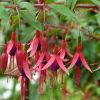 Fuchsien