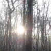 Sonne im Wald