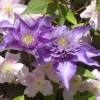 Clematis
