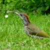 Grünspecht