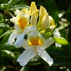 Rhododendron
