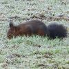 Eichhörnchen