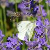Biene und Kohlweißling im Lavendel