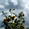 Sonnenblumen