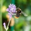 Hummel