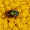 Goldfliege
