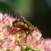 Igelfliege auf fetter Henne