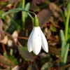 Schneeglöckchen