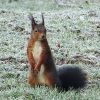 Eichhörnchen im Rauhreif