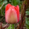 Tulpe