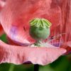 Mohn