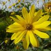 Helianthus Tuberosus