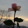 Die letzte Rose