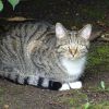 Katze