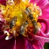 Vier Bienen