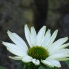 Echinacea