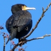 Kormoran