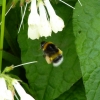 Hummel