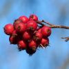 Beeren
