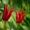 Tulpen