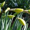 Narzissen Knospen