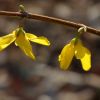 Forsythien