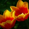 Tulpen