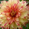Dahlie