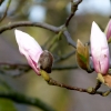 Magnolien