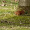 Eichhörnchen