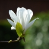 Magnolienblüte