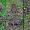 Dem Igel juckte das Fell