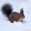 Eichhörnchen im Schnee