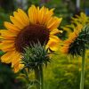 Sonnenblumen