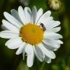 Margarite mit Fliege