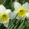Narzissen