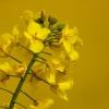 Rapsblüte