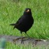 Amsel