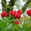 Tulpen